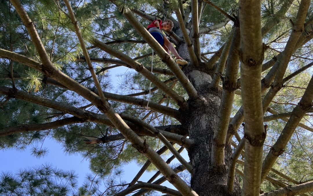 Transitions, Trees, and Trust: Moving Away from a Fear-Based Parenting Approach